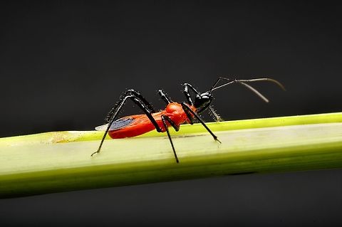 Red Bugs - Vesbius purpureus  Geotagged,Malaysia,Vesbius purpureus,Winter