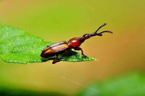 tiny weevil (Miolispa genus)  Geotagged,Malaysia,Spring