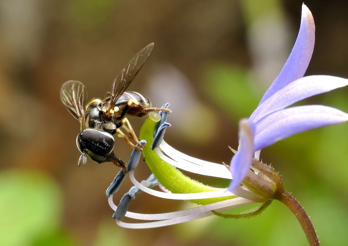 fly  Geotagged,Malaysia,Winter