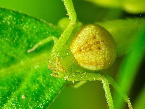 A yellowish-green, Crab Spider (Mastira sp.)  Geotagged,Malaysia,Spring