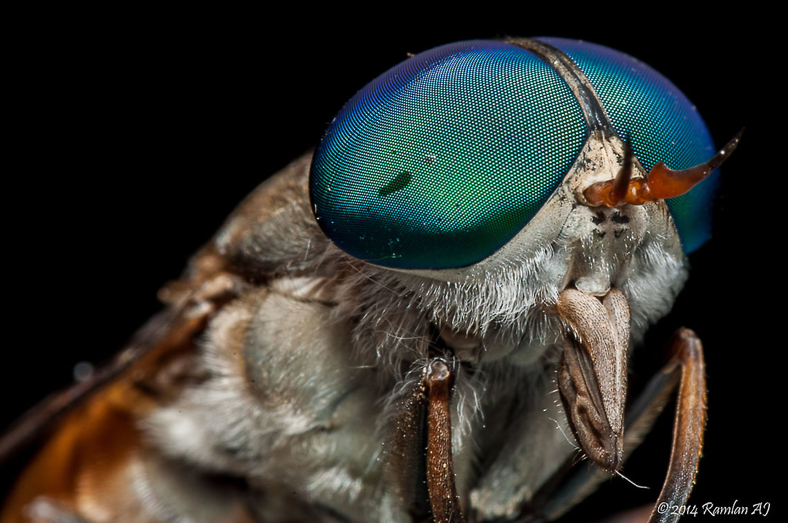 horse flies -  Tabaninae  Geotagged,Malaysia,Summer