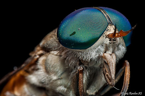 horse flies -  Tabaninae  Geotagged,Malaysia,Summer