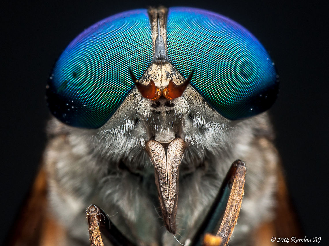 The eyes. Horse flies (Tabanidae family)  Geotagged,Malaysia,Summer