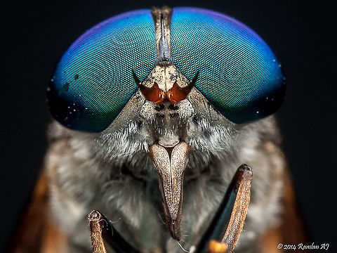 The eyes. Horse flies (Tabanidae family)  Geotagged,Malaysia,Summer