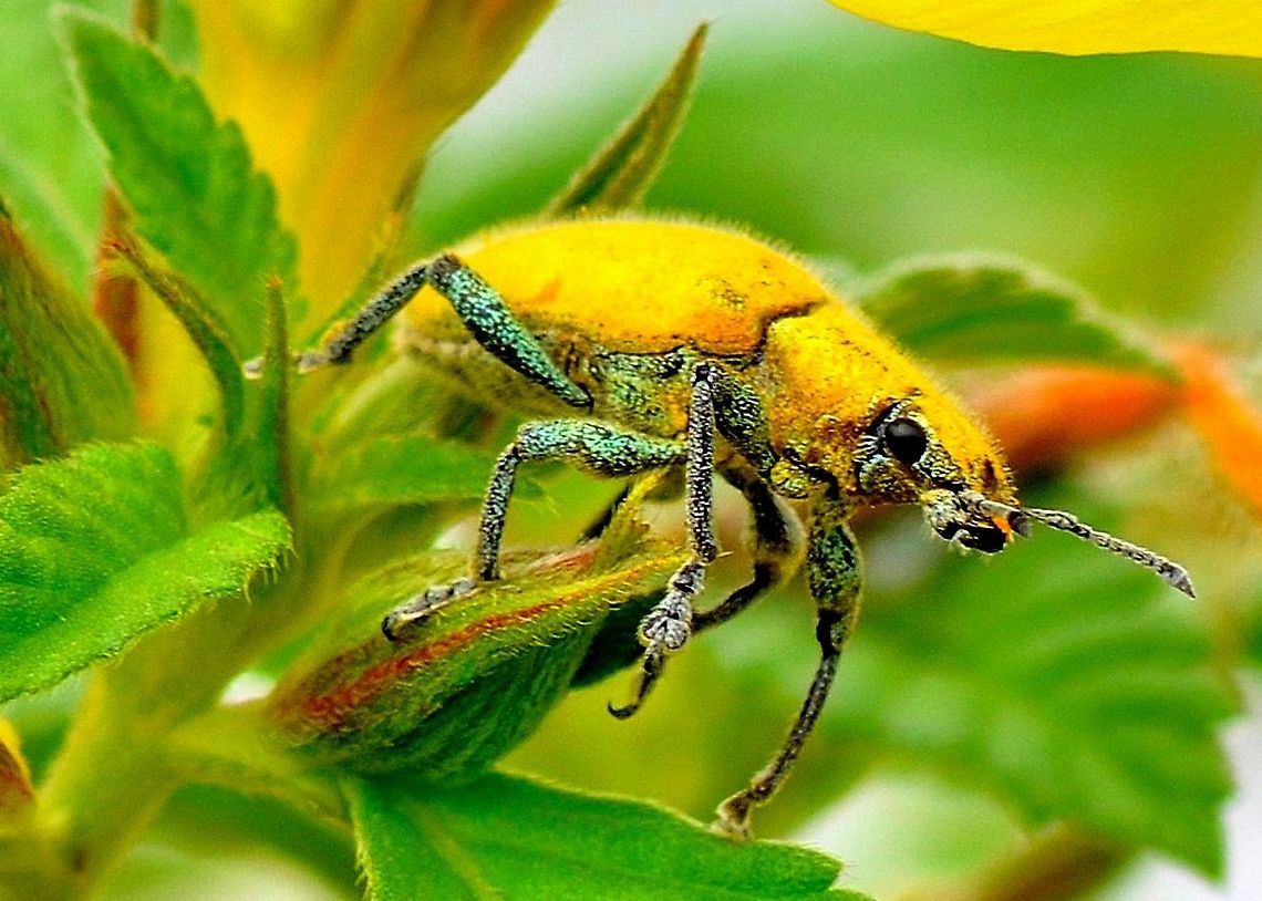 yellow bug (Gold Dust Weevil) - Hypomeces squamosus  Geotagged,Hypomeces squamosus,Malaysia,Summer
