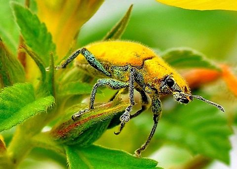 yellow bug (Gold Dust Weevil) - Hypomeces squamosus  Geotagged,Hypomeces squamosus,Malaysia,Summer