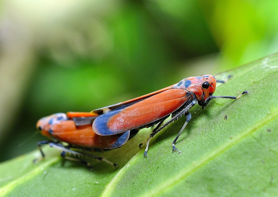 Red Leafhopper - Bothrogonia Addita  Bothrogonia addita,Geotagged,Malaysia,Winter