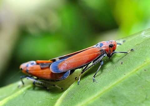 Red Leafhopper - Bothrogonia Addita  Bothrogonia addita,Geotagged,Malaysia,Winter