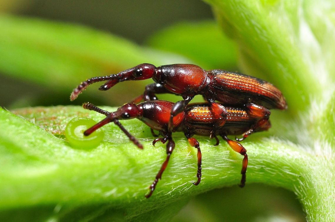 Mating weevil - Miolispa genius  Geotagged,Malaysia,Spring