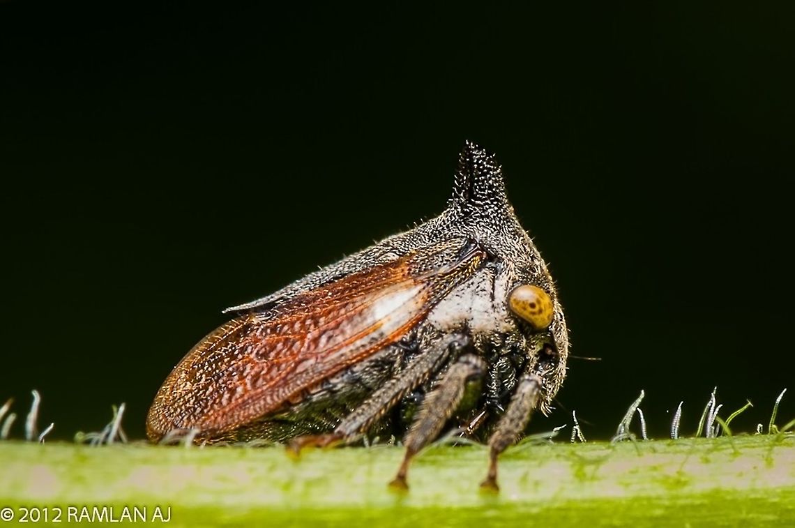 Planthopper  Geotagged,Malaysia,Summer