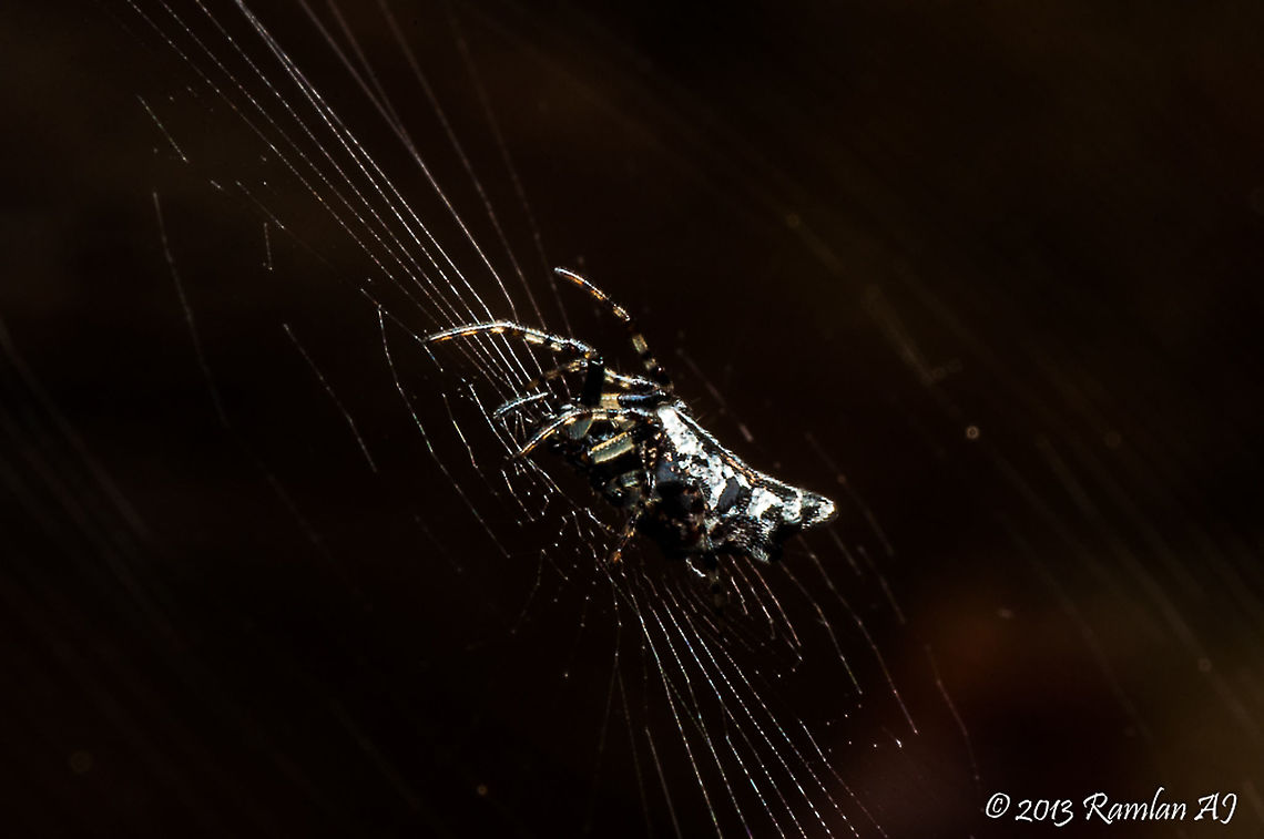 Web Spider  Geotagged,Malaysia,Winter