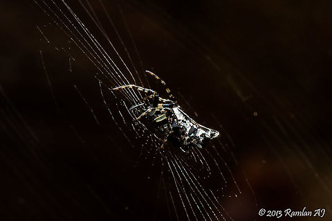 Web Spider  Geotagged,Malaysia,Winter