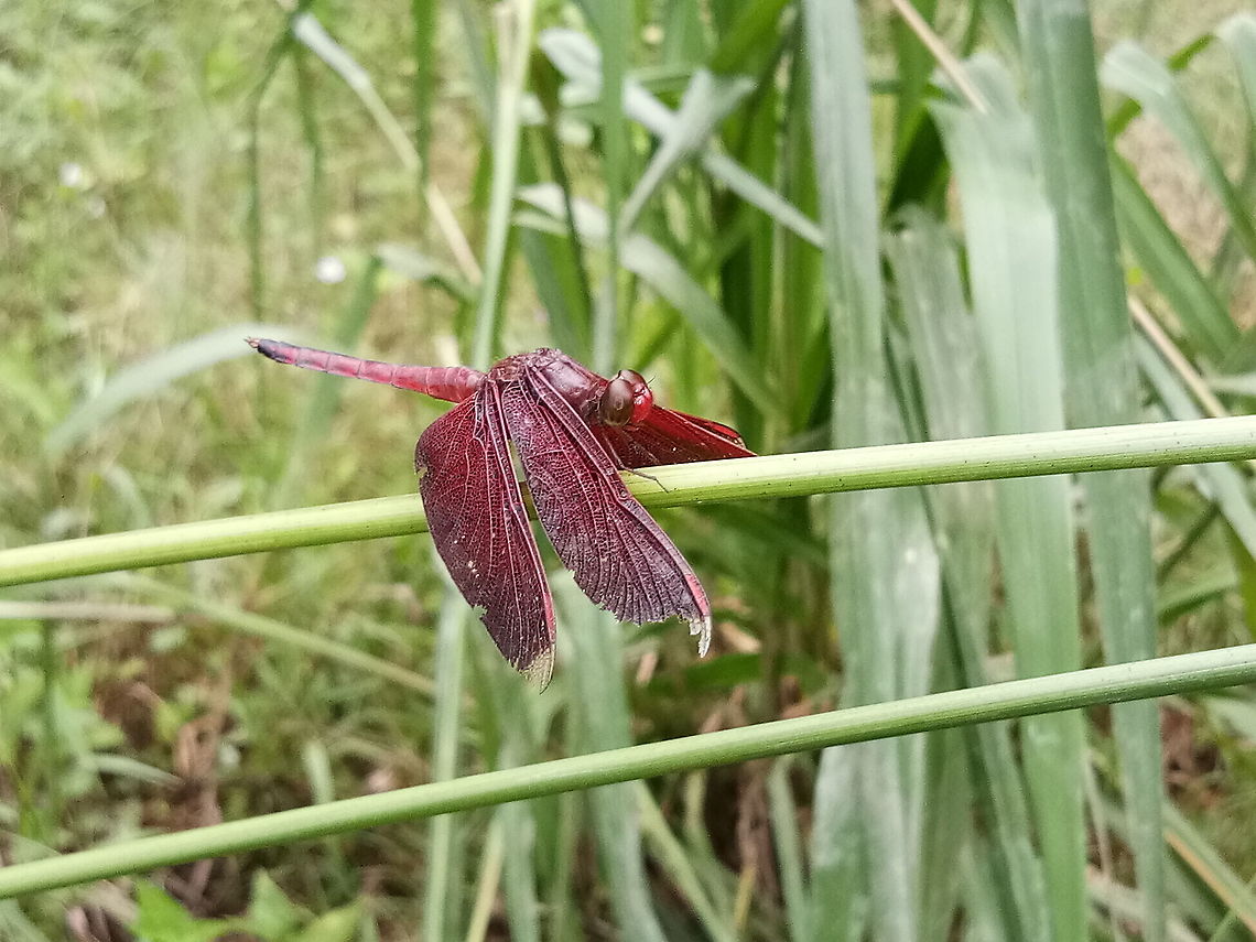 Dragonfly - The Red Grasshawk  Fall,Geotagged,Malaysia,Neurothemis fluctuans,Red Grasshawk