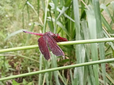 Dragonfly - The Red Grasshawk  Fall,Geotagged,Malaysia,Neurothemis fluctuans,Red Grasshawk