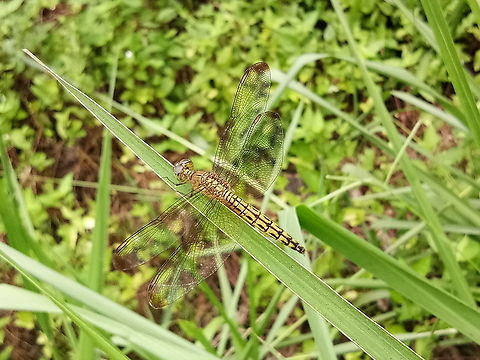 Dragonfly  Fall,Geotagged,Malaysia