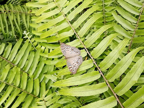 Butterfly - The Gray Pansy  Fall,Geotagged,Gray pansy,Junonia atlites,Malaysia