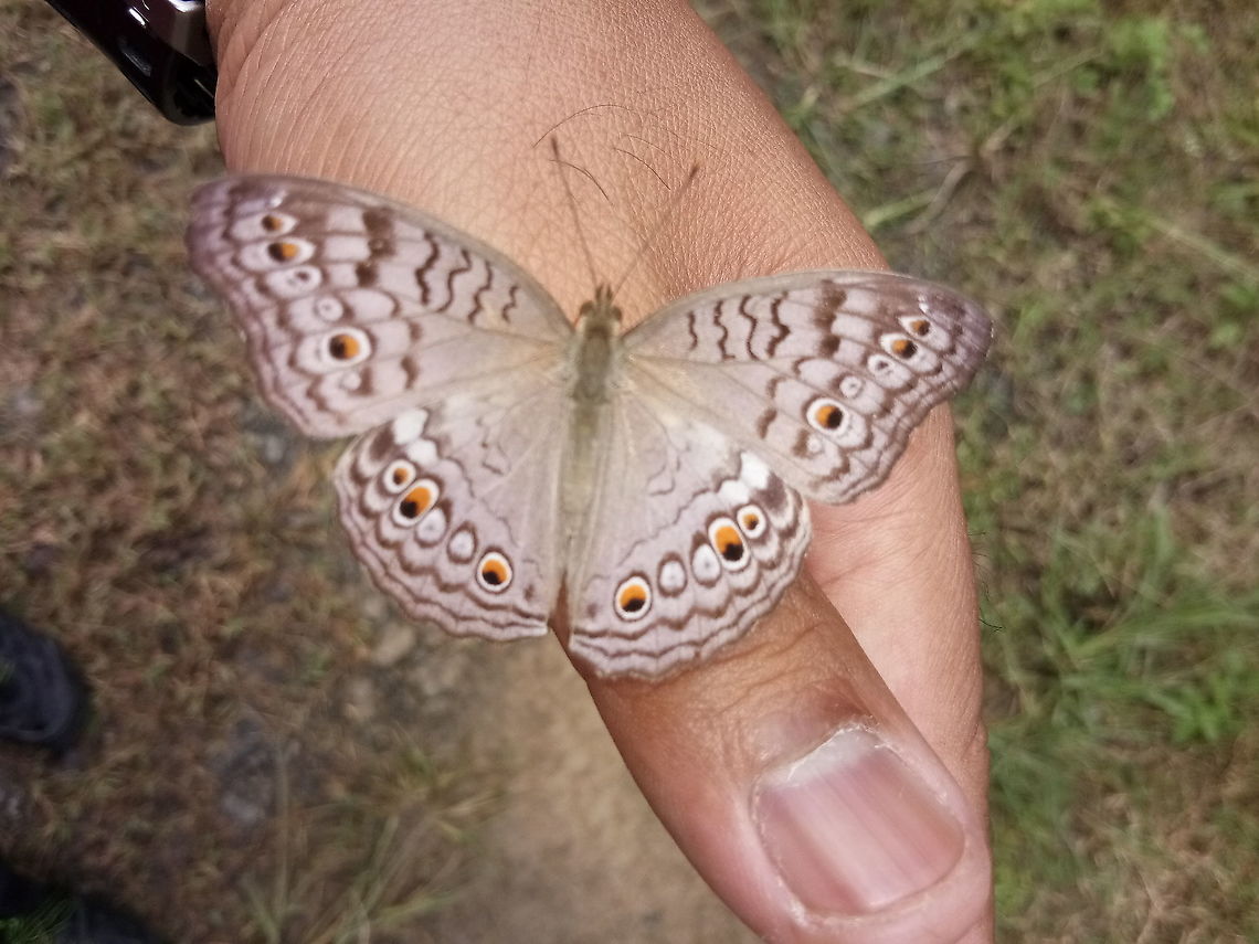 Butterfly - The Gray Pansy  Fall,Geotagged,Gray pansy,Junonia atlites,Malaysia