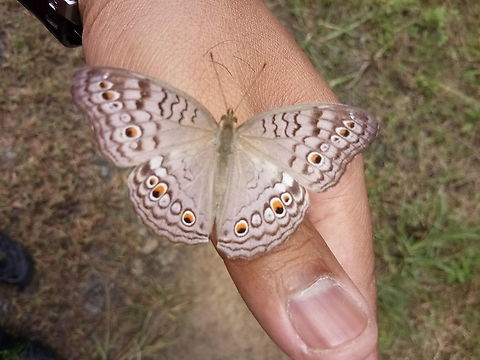 Butterfly - The Gray Pansy  Fall,Geotagged,Gray pansy,Junonia atlites,Malaysia