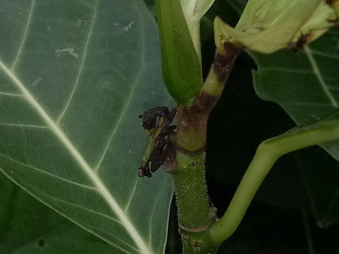 Tiny mantis  Fall,Geotagged,Malaysia