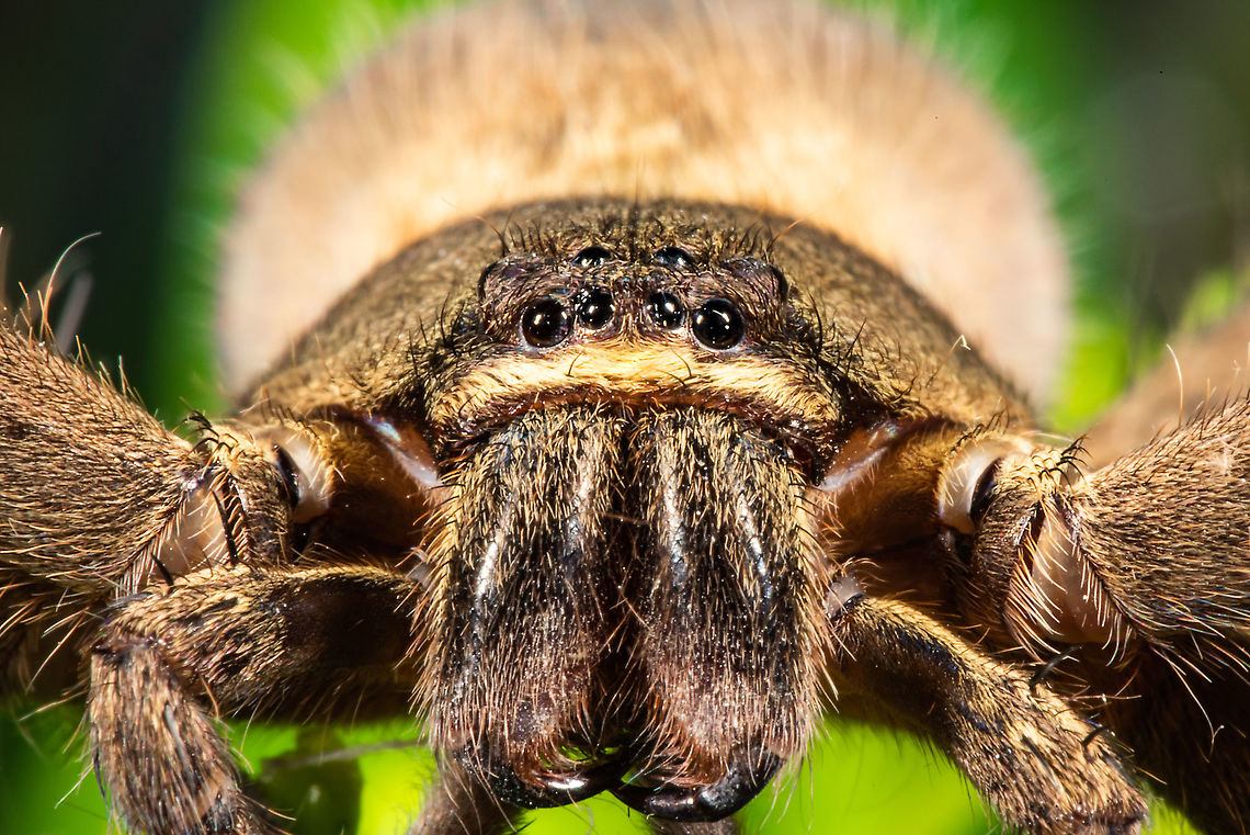 Look at my eyes.. huntsman spiders Geotagged,Malaysia,Winter