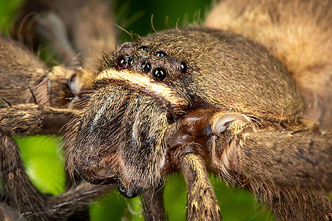 Spider... huntsman spiders Geotagged,Malaysia,Winter