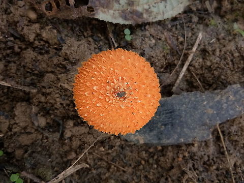 Mushroom Cyptotrama asprata, commonly known as the golden-scruffy collybia, is a saprobic species of mushroom in the family Physalacriaceae.  Cyptotrama asprata,Geotagged,Golden-scruffy collybia,Malaysia,Summer