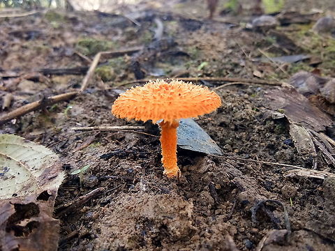 Mushroom Cyptotrama asprata, commonly known as the golden-scruffy collybia, is a saprobic species of mushroom in the family Physalacriaceae.  Cyptotrama asprata,Cyptotrama asprata.,Geotagged,Malaysia,Summer