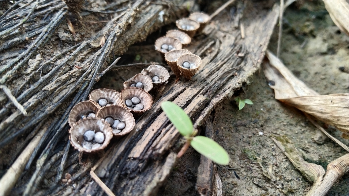Rare Fungi bird&#039;s nest fungi (Cyathus striatus Cyathus striatus,Fluted bird's nest,Geotagged,Spring