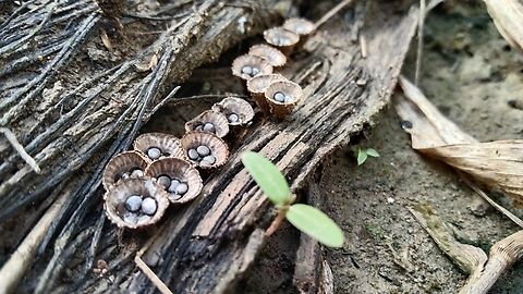 Rare Fungi bird's nest fungi (Cyathus striatus Cyathus striatus,Fluted bird's nest,Geotagged,Spring