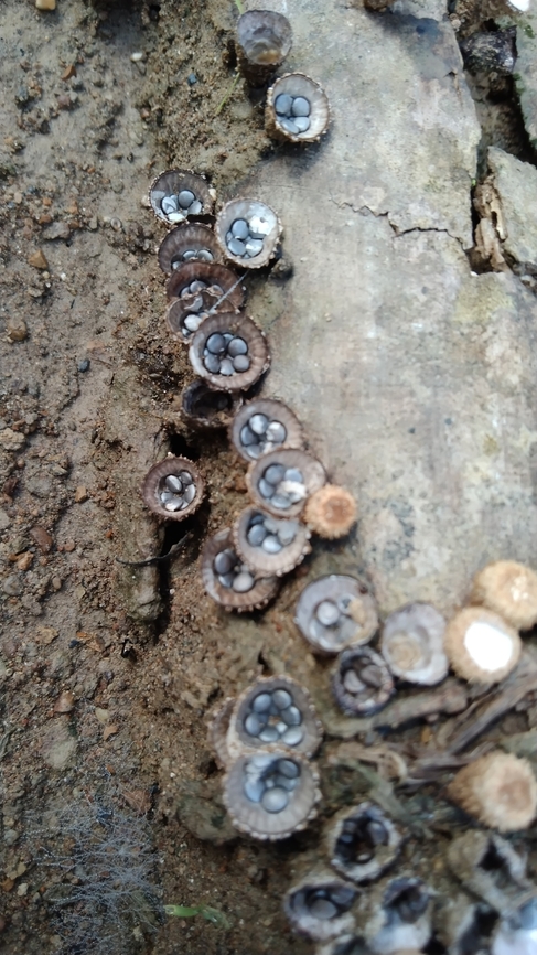 cute fungi bird&#039;s nest fungi (Cyathus striatus)