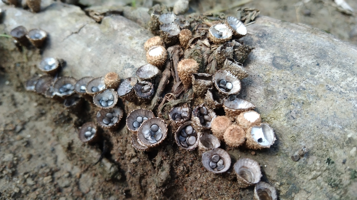 Fungi bird&#039;s nest fungi (Cyathus striatus)