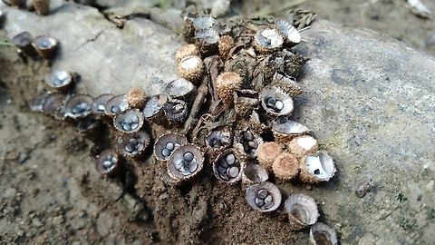 Fungi bird's nest fungi (Cyathus striatus)