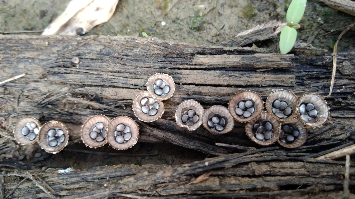 Mushroom? fungi?  Geotagged,Spring