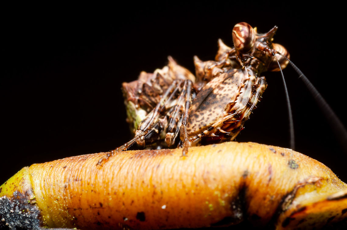 mantis (nymph Horned mantis)  Banded flower mantis,Bordered Mantis,Ceratomantis saussurii,Geotagged,Insects,Malaysia,Stagmomantis limbata,Summer,Theopropus elegans,ceratomantis saussurii,mantis