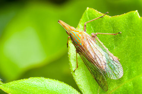 Long-nosed Planthopper Long-nosed or snout dictyopharid planthopper (genus Dictyophara (Germar, 1833), tribe Dictyopharini), that is bigger than the others I've seen before, with 2cm body length. Dictyopharidae (Spinola, 1839) is a family of bugs in the suborder Auchenorrhyncha belonging to the infraorder Fulgoromorpha, superfamily Fulgoroidea. The family comprises nearly 760 species in more than 150 genera. Like all other fulgoroids, they have the antennae arising on the side of the head below the compound eye (not between the eyes as in the Cicadoidea). Many species have an elongated frons. Dictyophara nakanonis,Geotagged,Malaysia,Summer