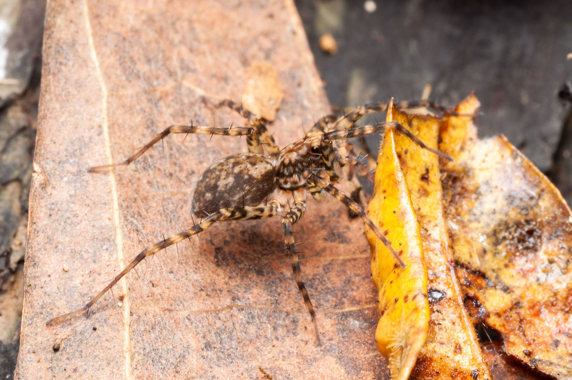 spider <br />
 Geotagged,Malaysia,Summer