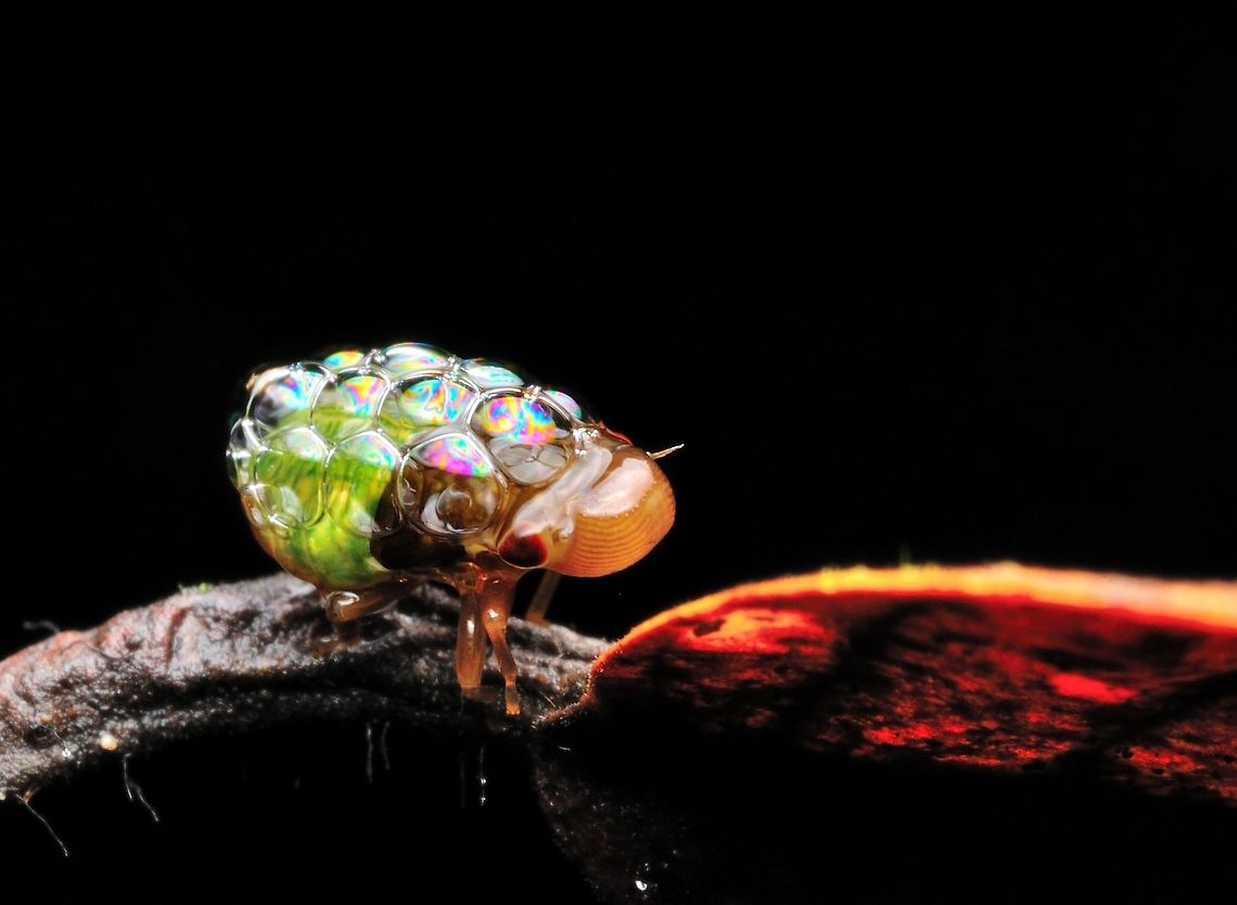 froghopper or spittlebug (nymph) The froghoppers, or the superfamily Cercopoidea, are a group of hemipteran insects in the suborder Auchenorrhyncha. Adults are capable of jumping many times their height and length, giving the group their common name, but they are best known for their plant-sucking nymphs which encase themselves in foam in springtime. Geotagged,Malaysia,Meadow froghopper,Philaenus spumarius,Spring