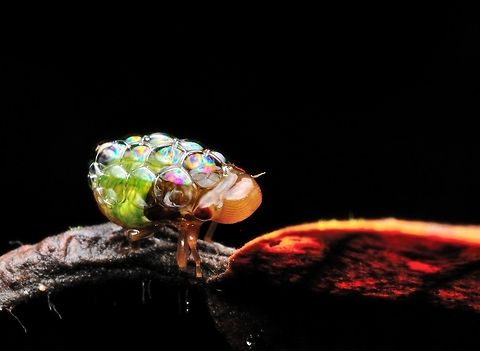 froghopper or spittlebug (nymph) The froghoppers, or the superfamily Cercopoidea, are a group of hemipteran insects in the suborder Auchenorrhyncha. Adults are capable of jumping many times their height and length, giving the group their common name, but they are best known for their plant-sucking nymphs which encase themselves in foam in springtime. Geotagged,Malaysia,Meadow froghopper,Philaenus spumarius,Spring