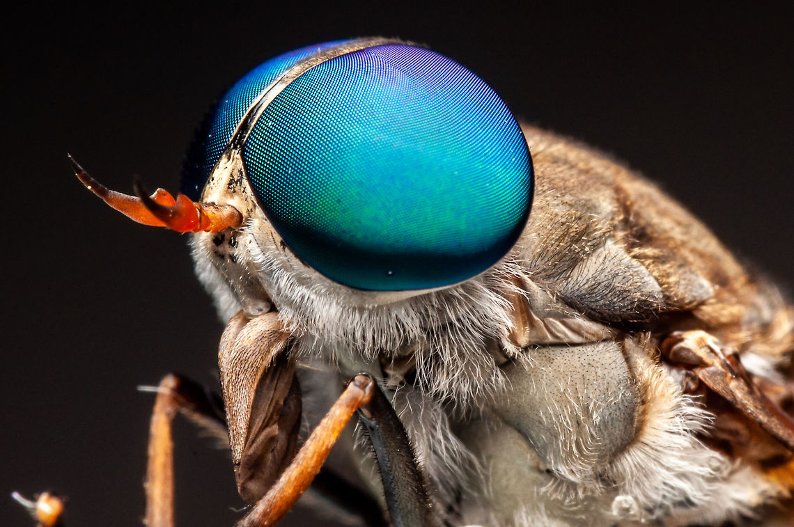 horse fly - Tabanus americanus to search<br />
"Horsefly" and "Cleg" redirect here. For other uses, see Horsefly (disambiguation) and Clegg (disambiguation).<br />
Horse-fly <br />
 <br />
Tabanus sulcifrons[2] <br />
Scientific classification <br />
<br />
Kingdom: <br />
Animalia <br />
Phylum: <br />
Arthropoda <br />
Class: <br />
Insecta <br />
Order: <br />
Diptera <br />
Superfamily: <br />
Tabanoidea <br />
Family: <br />
Tabanidae<br />
Latreille, 1802[1] <br />
Subfamilies <br />
Chrysopsinae<br />
Pangoniinae<br />
Tabaninae<br />
<br />
Horse-flies or horseflies (for other names, see common names) are true flies in the family Tabanidae in the insect order Diptera. They are often large and agile in flight, and the females bite animals, including humans, to obtain blood. They prefer to fly in sunlight, avoiding dark and shady areas, and are inactive at night. They are found all over the world except for some islands and the polar regions (Hawaii, Greenland, Iceland). Both horse-flies and botflies (Oestridae) are sometimes referred to as gadflies.[3] <br />
Adult horse-flies feed on nectar and plant exudates; the males have weak mouthparts and only the females bite animals to obtain enough protein from blood to produce eggs. The mouthparts of females are formed into a stout stabbing organ with two pairs of sharp cutting blades, and a spongelike part used to lap up the blood that flows from the wound. The larvae are predaceous and grow in semiaquatic habitats. <br />
Female horse-flies can transfer blood-borne diseases from one animal to another through their feeding habit. In areas where diseases occur, they have been known to carry equine infectious anaemia virus, some trypanosomes, the filarial worm Loa loa, anthrax among cattle and sheep, and tularemia. They can reduce growth rates in cattle and lower the milk output of cows if suitable shelters are not provided. <br />
Horse-flies have appeared in literature since Aeschylus in Ancient Greece mentioned them driving people to madness through their persistent pursuit.  Geotagged,Malaysia,Summer