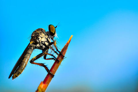 Alcimus tristrigatus  Alcimus tristrigatus,Geotagged,Malaysia,Spring