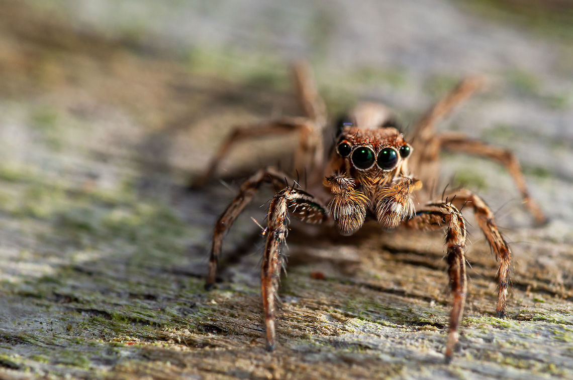 Jumping spider, Malaysia  Geotagged,Malaysia,Winter