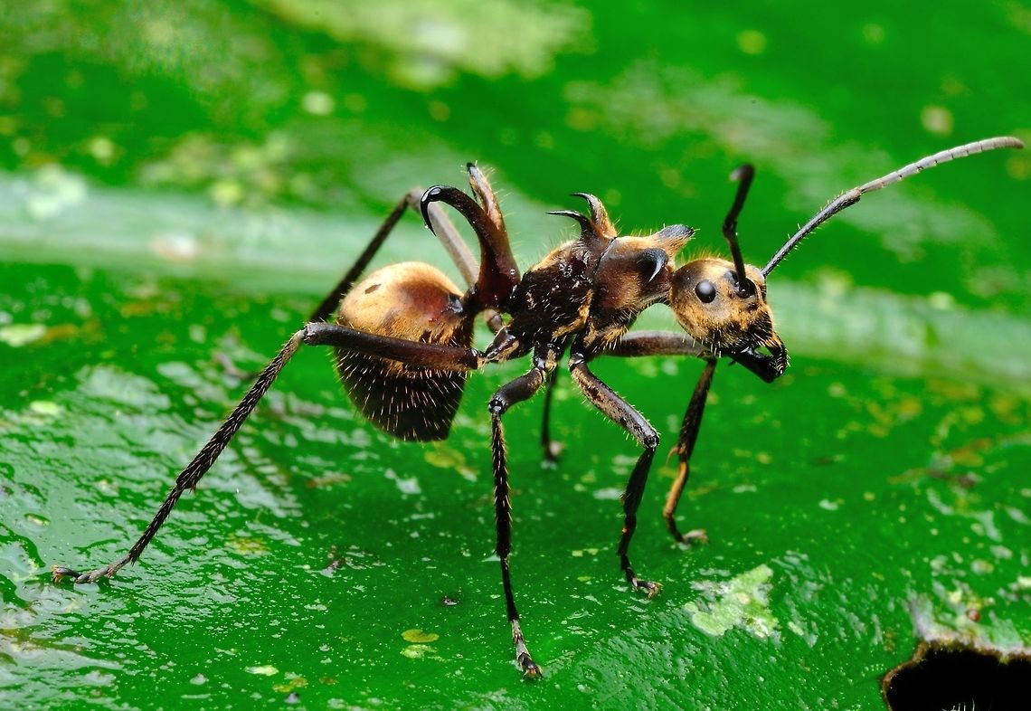 Polyrhachis dives - Golden Weaver Ant  Geotagged,Golden weaver ant,Malaysia,Polyrhachis dives,Spring