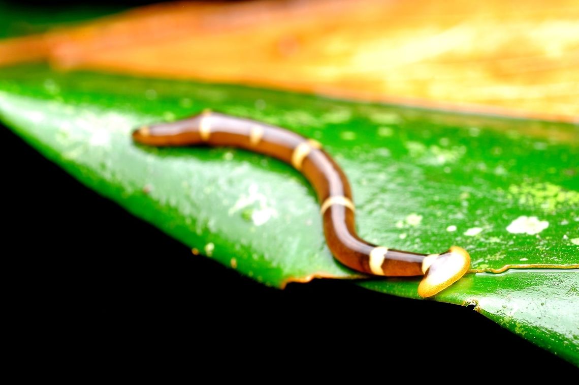Hammerhead Worms Bipalium is a genus of large predatory land planarians. They are often loosely called &quot;hammerhead worms&quot; or &quot;broadhead planarians&quot; because of the distinctive shape of their head region. Land planarians are unique in that they possess a &quot;creeping sole&quot; on their ventral side. Bipalium vagum,Geotagged,Hammerhead worm,Malaysia,Spring
