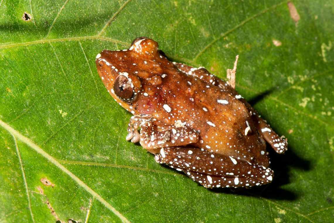 Nyctixalus pictus, Spotted Tree Frog This small, unmistakable tree frog occurs predominantly in primary forest, from sea level up to 1750 metres altitude. Nocturnal in habit, it frequents low vegetation where it waits for insects and other prey. Its eggs are laid in tree cavities, where the young tadpoles are able to develop in safety.<br />
<br />
The dorsal colour of this attractive frog ranges from orange to brown, flecked with tiny white spots, and the ventral surface is paler. <br />
<br />
The species ranges from southern Thailand and Peninsular Malaysia to Singapore, Borneo, Sumatra and the Philippine island of Palawan.<br />
 Geotagged,Malaysia,Nyctixalus pictus,Summer