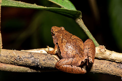 Borneo narrow-mouth frog _ Microhyla borneensis Microhyla borneensis is a very small species with a snout to vent length of about 18 mm (0.71 in) for females and around two thirds of this for males. It has a broadly triangular body that is flattened dorso-ventrally. The snout is obtusely pointed, the eyes are small and have round pupils and there are no visible tympani. The skin on the dorsal surface may be smooth or bear tubercles and that of the ventral surface is always smooth. The limbs are short. The hands are unwebbed and the outer digits are spatulate. The digits of the feet are partially webbed. The dorsal surface of this frog is reddish-brown, the throat is mottled brown and the ventral surface is pale. Geotagged,Malaysia,Matang narrow-mouthed frog,Microhyla borneensis,Summer