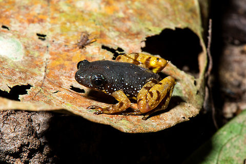 Chaperina fusca - the Borneo frog Chaperina fusca are small frogs: males measure 18&ndash;21 mm (0.71&ndash;0.83 in) in snout&ndash;vent length and females 20&ndash;26 mm (0.79&ndash;1.02 in). They are black above with minute white, light blue, or greenish spots. The skin is smooth with scattered tubercles; they have a sharp dermal projection on elbows and heel Chaperina fusca,Geotagged,Malaysia,Saffron Bellied Frog,Summer