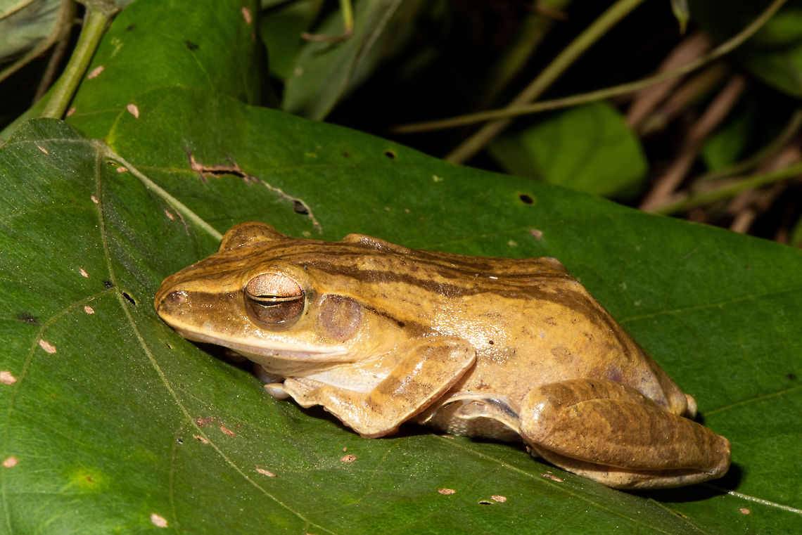 Common Tree Frog, Polypedates leucomystax Polypedates leucomystax can reach approximately a body length of 3.7&ndash;5.0 centimetres (1.5&ndash;2.0 in) in males, of 5.7&ndash;7.5 millimetres (0.22&ndash;0.30 in) in females. [6] Body of these rather small shrub frogs is moderately slender, ovoid, slightly flattened above, with sharply pointed tail. The skin on the upper side is smooth. The body colour is rather variable, with various shades of gray, green, yellow, reddish or dark brown. Usually it is irregularly mottled, often with four stripes along the back. The tip of snout sometimes shows a distinct white spot. Eyes are at the side of the head. The hind feet are webbed. The feet have clear, large cushions as usual with leaf frogs.[7] <br />
Biology[edit]<br />
In the damp areas of the propagation, these frogs are present all year round. In drier environments, the period usually restricts to the beginning of the rainy season. The mating takes place at the margins of shallow pools, where the males first arrive and call the females with a distinctive loud, duck-like sound. The female places between 100 and 400 eggs in a protective foam nest that is attached to vegetation or other objects above the water surface. The eggs hatch after 3 to 4 days. The tadpoles develop inside the foam nest and then fall into the water. They develop into adult frogs in about 7 weeks.  Common tree frog,Geotagged,Malaysia,Polypedates leucomystax,Summer