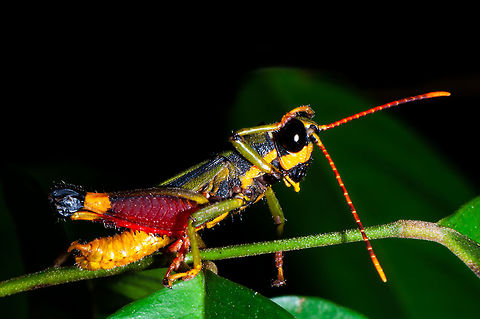 Traulia sp. Red-thighed Grasshopper, Catantopinae, Acrididae Traulia sp. 
Scientific classification 

Kingdom: 
Animalia 
Phylum: 
Arthropoda 
Class: 
Insecta 
Order: 
Orthoptera 
Suborder: 
Caelifera 
Family: 
Acrididae 
Tribe: 
Mesambriini 
Genus: 
Traulia
St&aring;l, 1873  Aquaphilic grasshopper,Chitaura ochracea,Geotagged,Malaysia,Summer