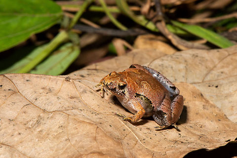 Borneo narrow-mouth frog _ Microhyla borneensis Borneo narrow-mouth frog _ Microhyla borneensis
Microhyla borneensis is a very small species with a snout to vent length of about 18 mm (0.71 in) for females and around two thirds of this for males. It has a broadly triangular body that is flattened dorso-ventrally. The snout is obtusely pointed, the eyes are small and have round pupils and there are no visible tympani. The skin on the dorsal surface may be smooth or bear tubercles and that of the ventral surface is always smooth. The limbs are short. The hands are unwebbed and the outer digits are spatulate. The digits of the feet are partially webbed. The dorsal surface of this frog is reddish-brown, the throat is mottled brown and the ventral surface is pale.  Geotagged,Malaysia,Matang narrow-mouthed frog,Microhyla borneensis,Summer