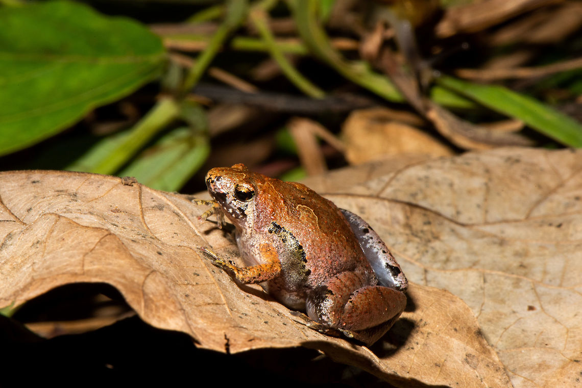 Borneo narrow-mouth frog _ Microhyla borneensis Borneo narrow-mouth frog _ Microhyla borneensis<br />
Microhyla borneensis is a very small species with a snout to vent length of about 18 mm (0.71 in) for females and around two thirds of this for males. It has a broadly triangular body that is flattened dorso-ventrally. The snout is obtusely pointed, the eyes are small and have round pupils and there are no visible tympani. The skin on the dorsal surface may be smooth or bear tubercles and that of the ventral surface is always smooth. The limbs are short. The hands are unwebbed and the outer digits are spatulate. The digits of the feet are partially webbed. The dorsal surface of this frog is reddish-brown, the throat is mottled brown and the ventral surface is pale.  Matang narrow-mouthed frog,Microhyla borneensis